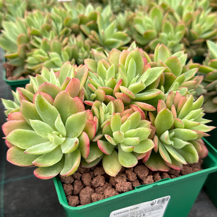 Echeveria ‘Luelle’