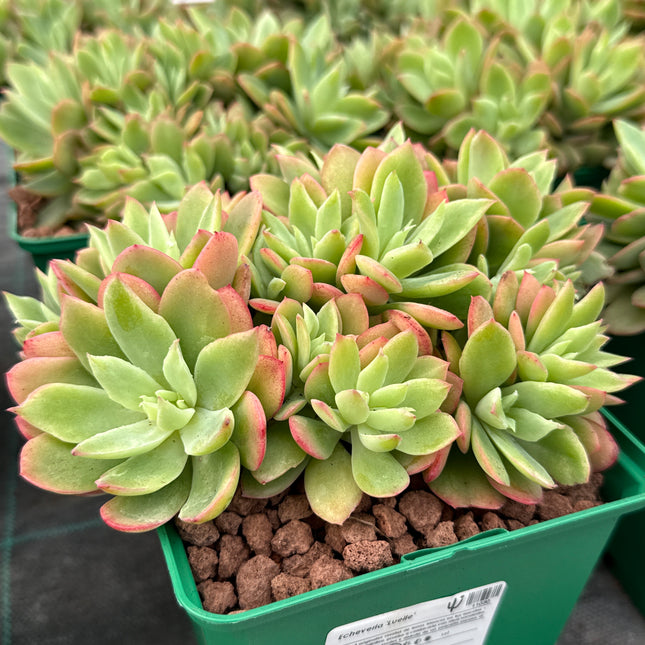 Echeveria 'Luelle'
