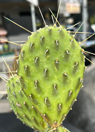 Opuntia 'Green shadows'