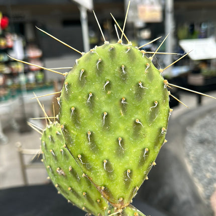 Opuntie 'Grüne Schatten'