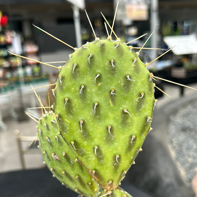 Opuntia ‘Green shadows’