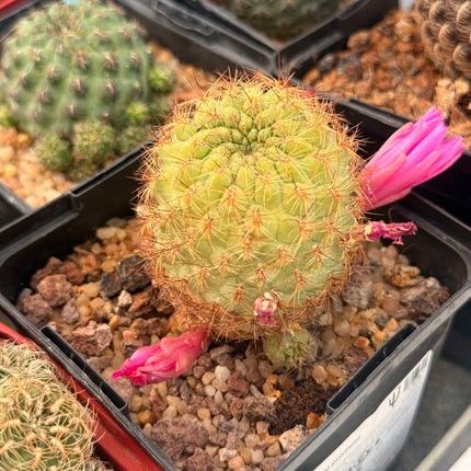 Aylostera inflexiseta