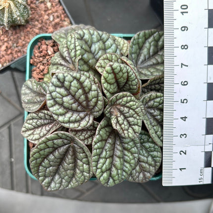 Peperomia sunrise