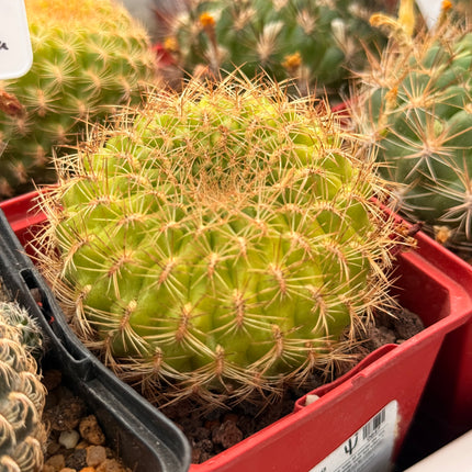 Weingartia mentosa var. flavispina