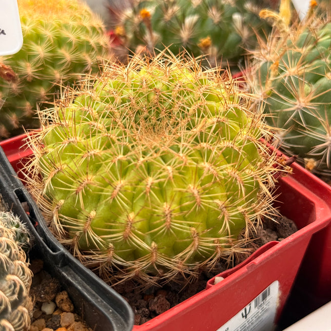 Weingartia mentosa var. flavispina