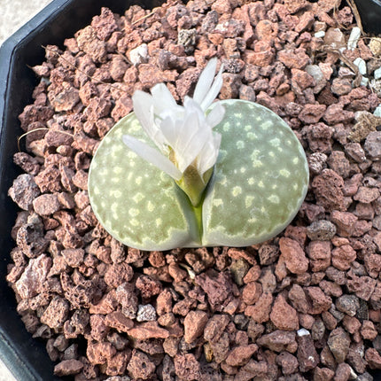 Lithops salicola C351