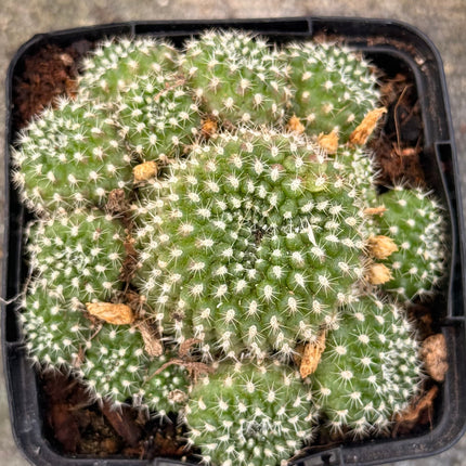 Aylostera steinmannii