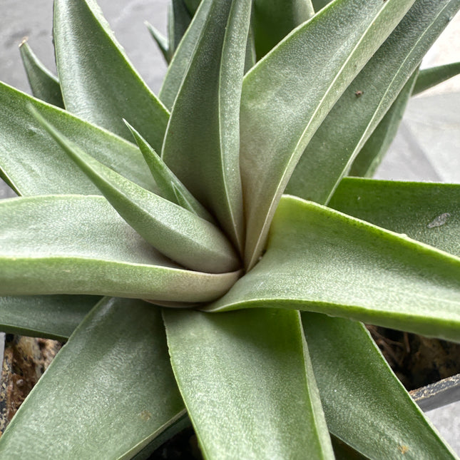 Haworthiopsis limifolia var. Glaucophylla
