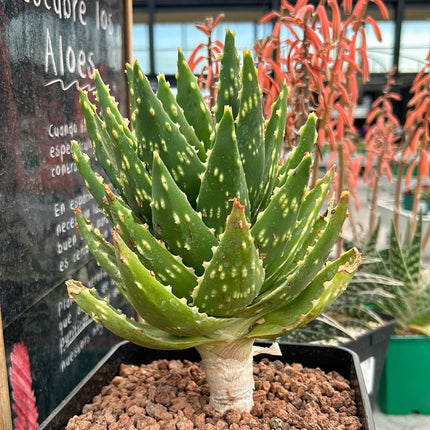 Aloe mitriformis
