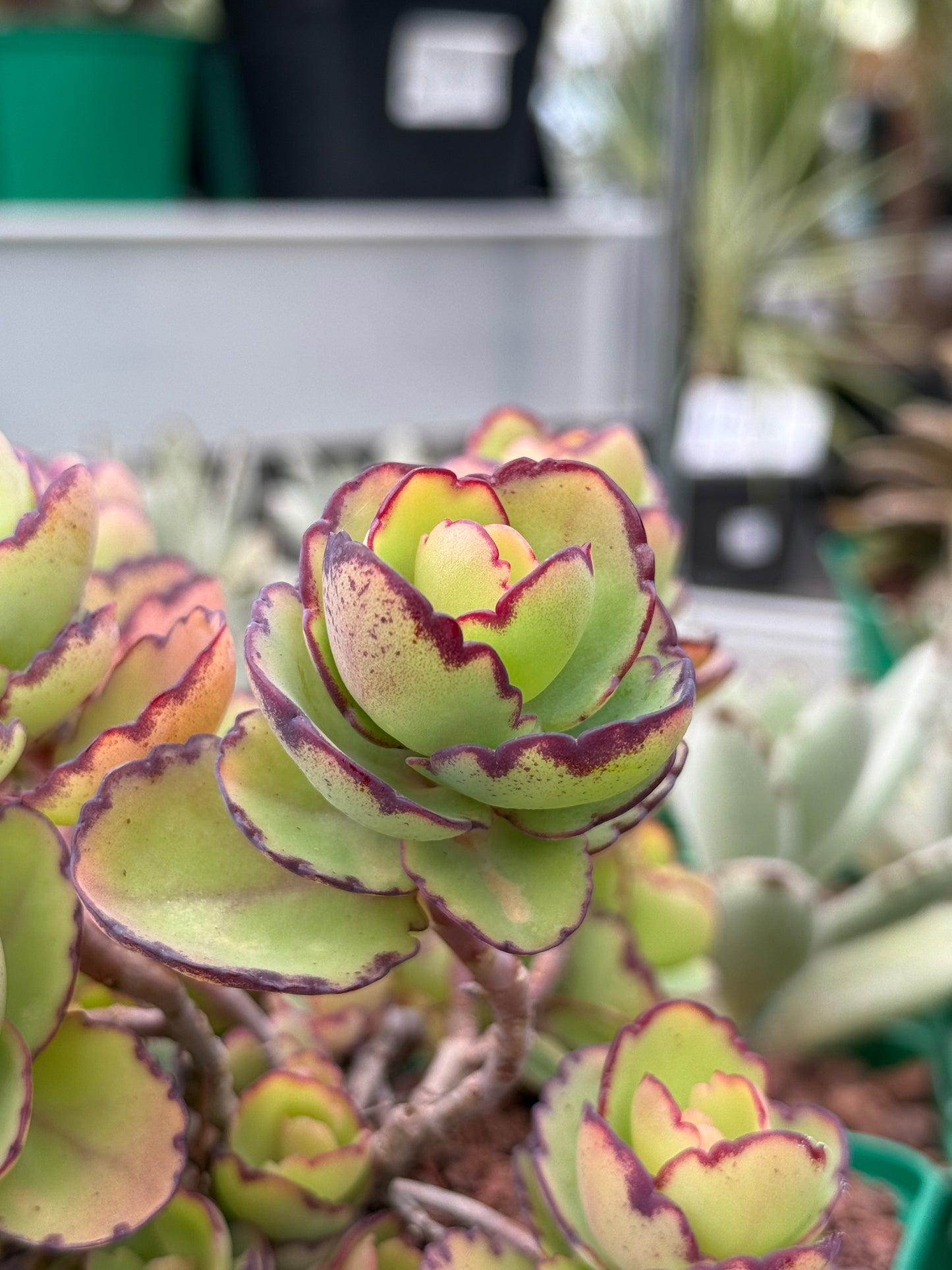 Kalanchoe laxiflora