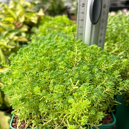 Sedum sexangulare