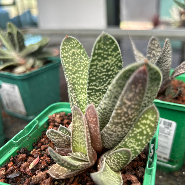 Gasteria carinata var. carinata