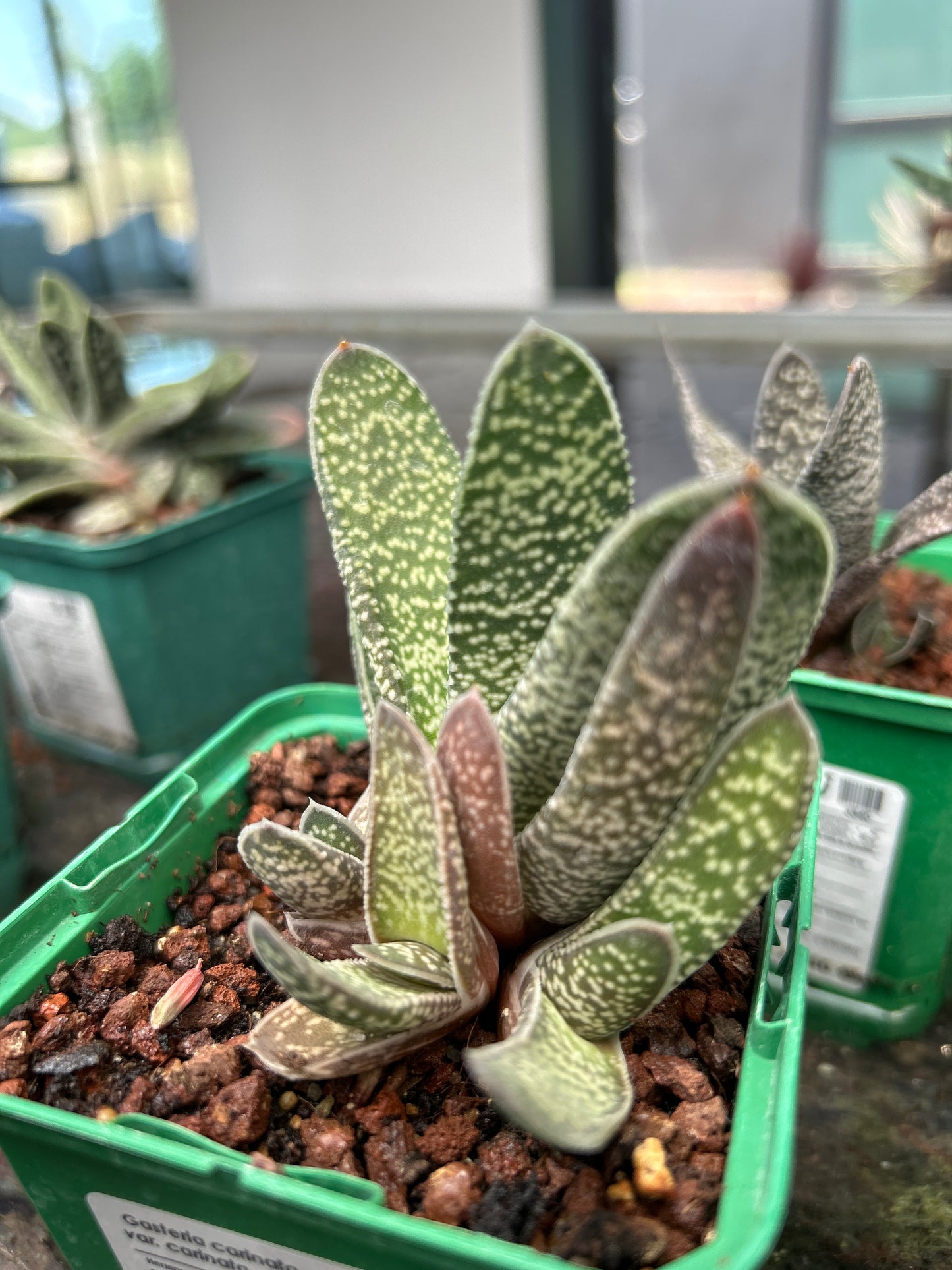 Gasteria carinata var. carinata