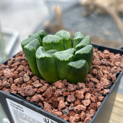 Haworthia maughanii