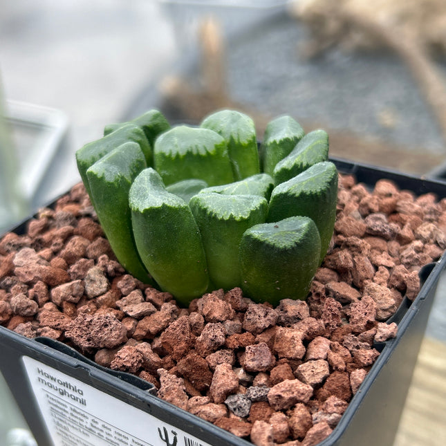Haworthia maughanii