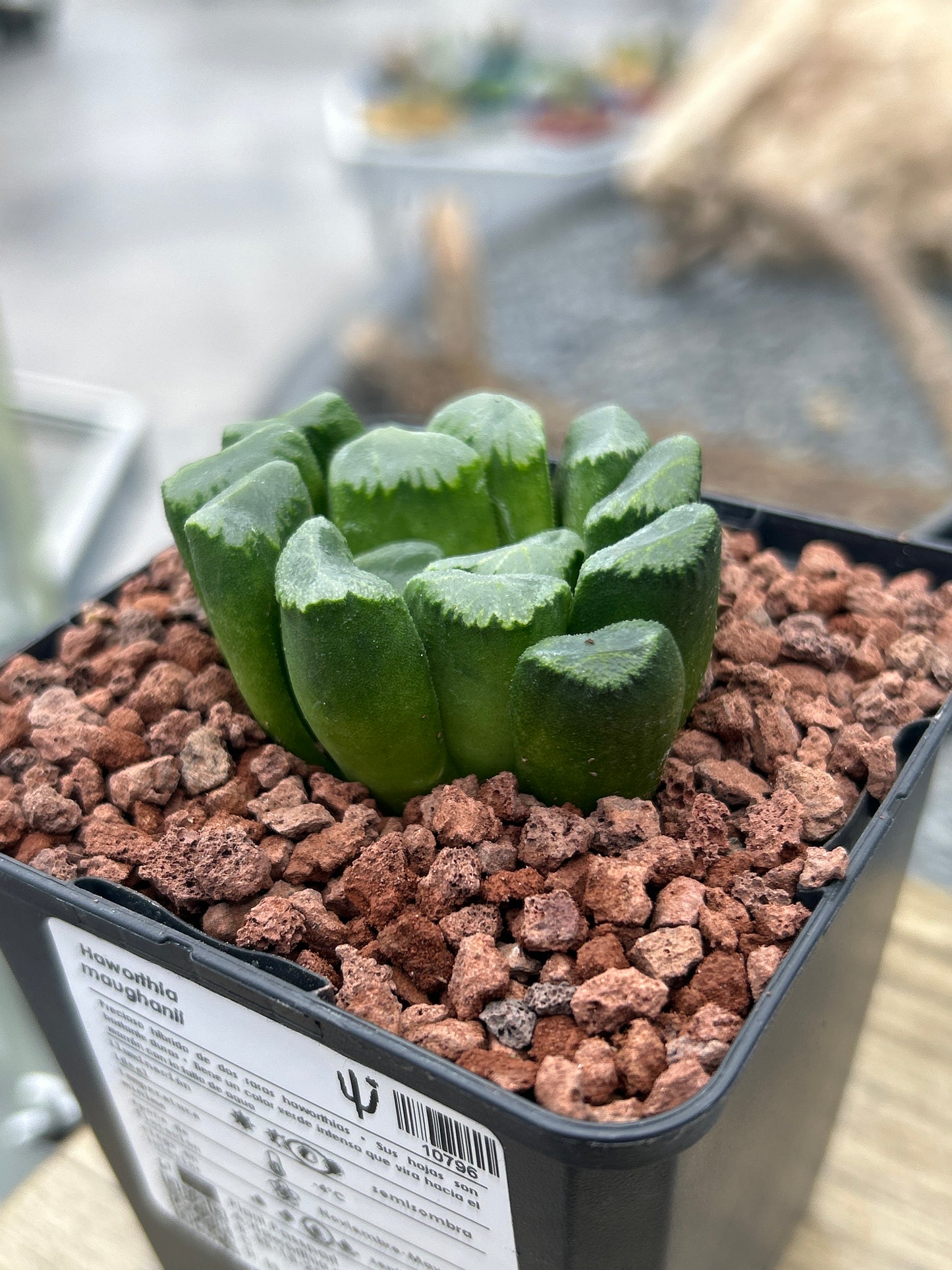 Haworthia maughanii