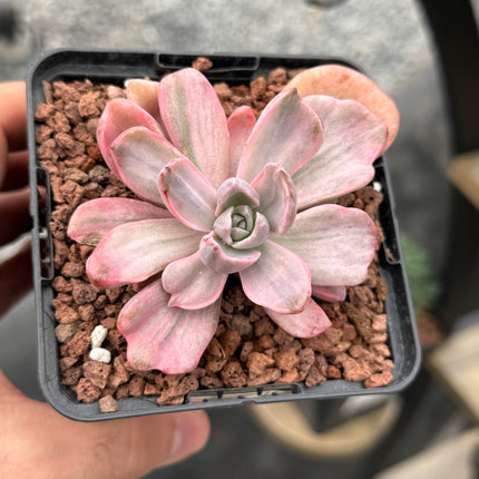 x Graptoveria 'Mr. Richard' f. variegate