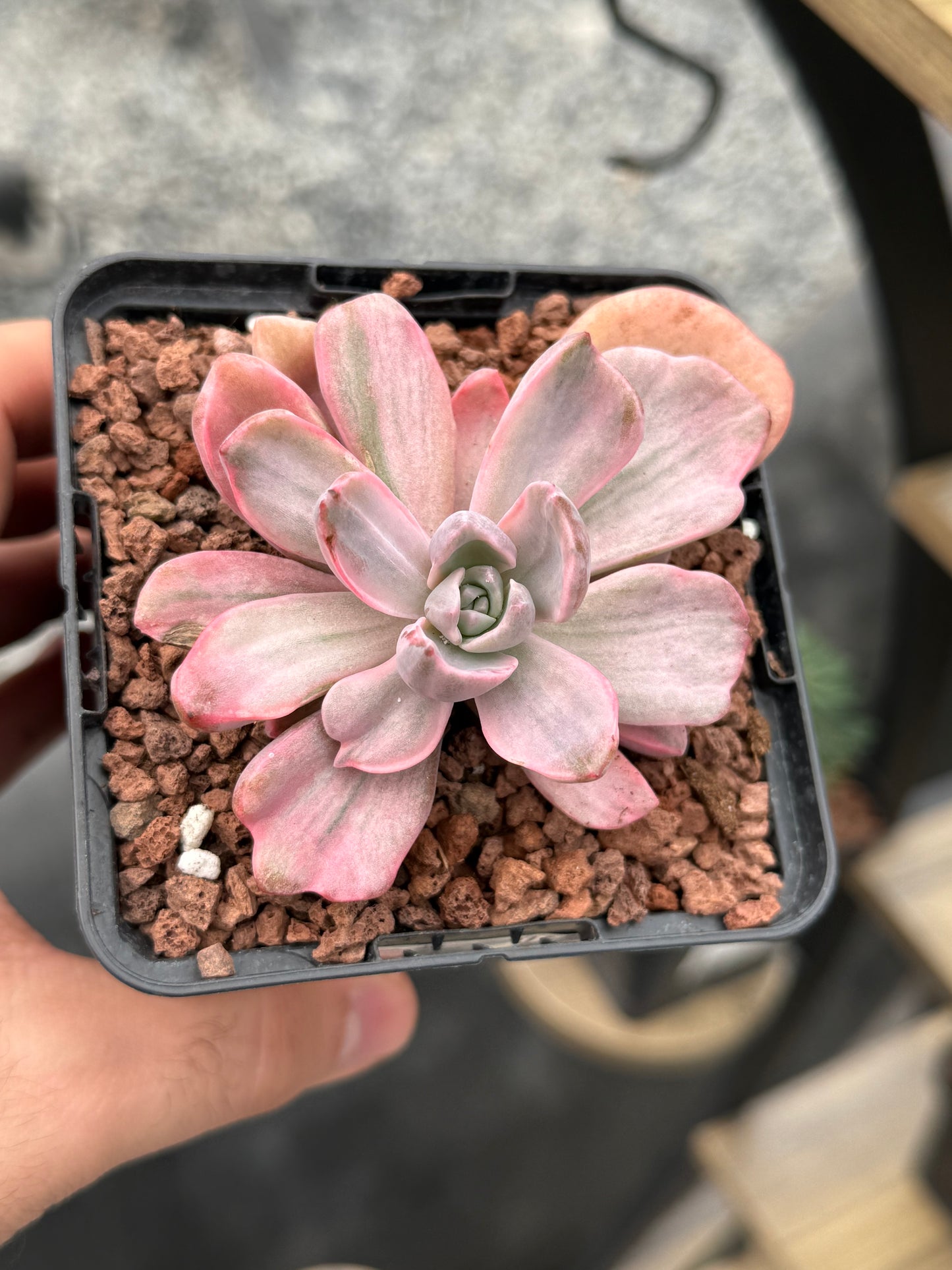 x Graptoveria ‘Mr. Richard’ f. variegata