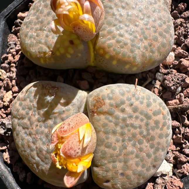 Lithops localis (ex. L. terricolor) C253