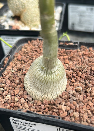Pachypodium bispinosum