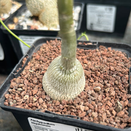 Pachypodium bispinosum