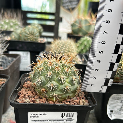 Coryphantha kracikii