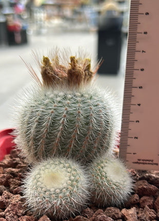 Notocactus scopa