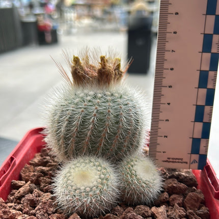 Notocactus scopa