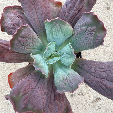 Echeveria culibra