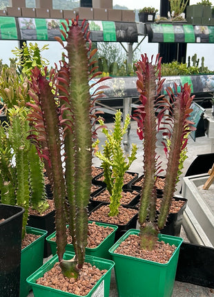 Euphorbia trigona 'Rubra'