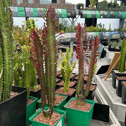 Euphorbia trigona 'Rubra'