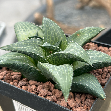 Haworthiopsis tessellata var. tessellata ‘Giant Form’