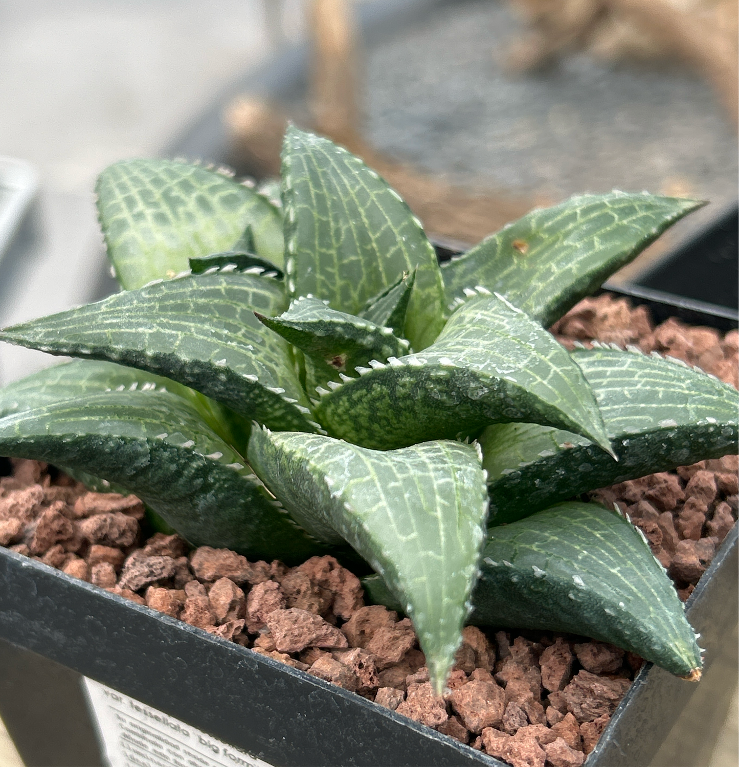 Haworthiopsis tessellata var. tessellata 'Giant Form'