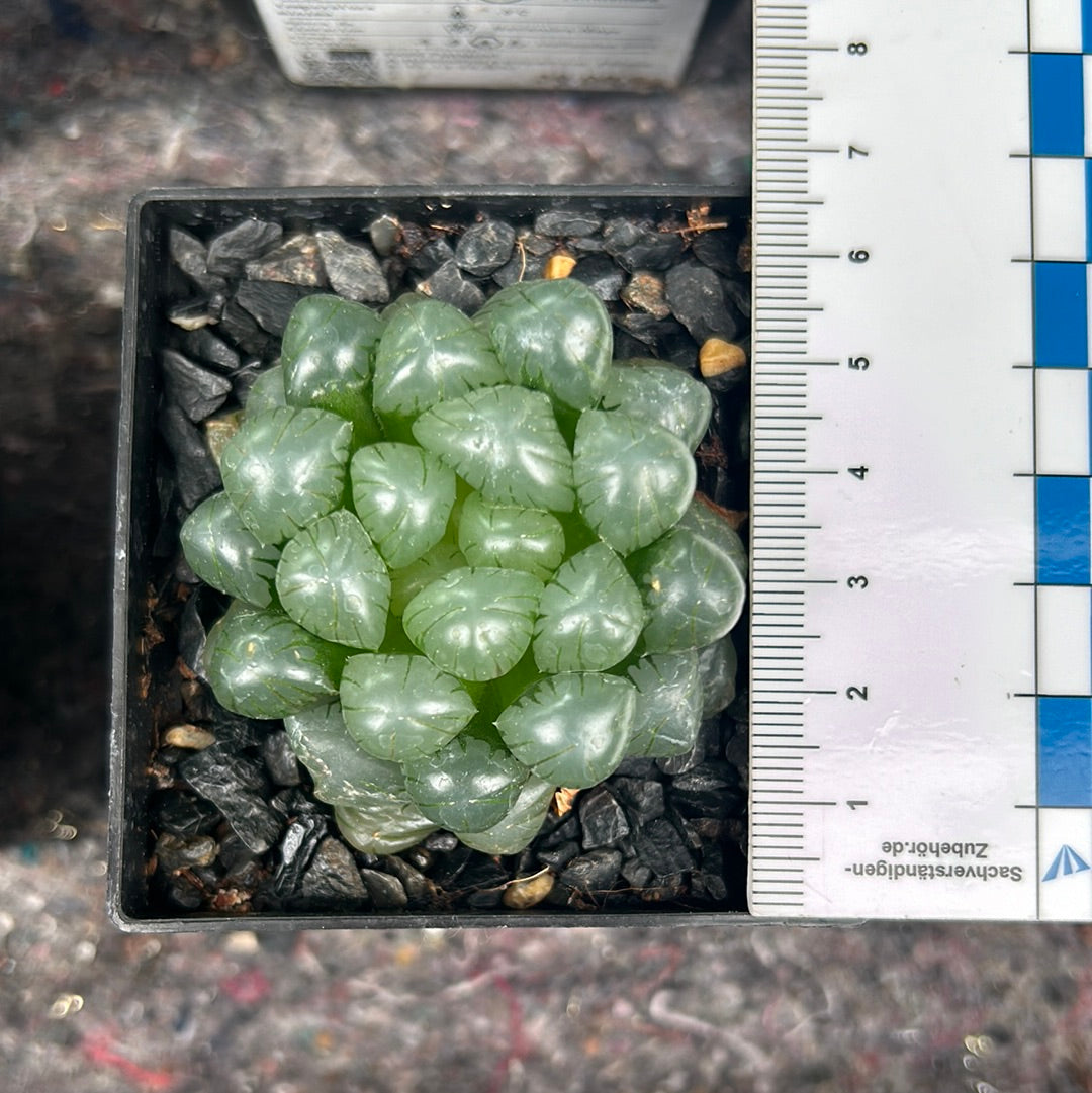 Haworthia ikra'OB-1' (H. cooperi var. truncata)