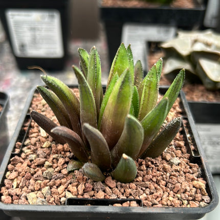 Haworthia floribunda