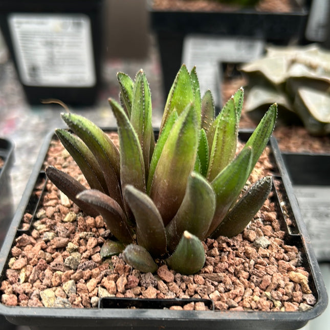 Haworthia floribunda
