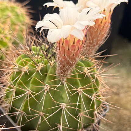 Acanthocalycium spiniflorum
