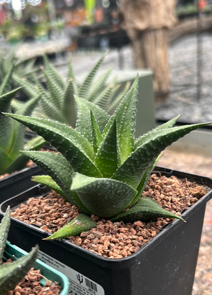 Haworthiopsis venosa var. woolleyi x H. limifolia