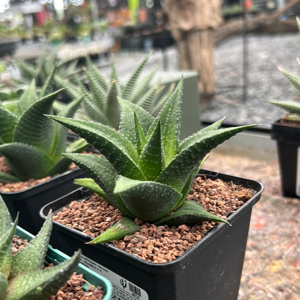 Haworthiopsis venosa var. woolleyi x H. limifolia