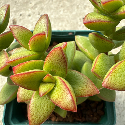 Crassula elegans | Crásula elegante