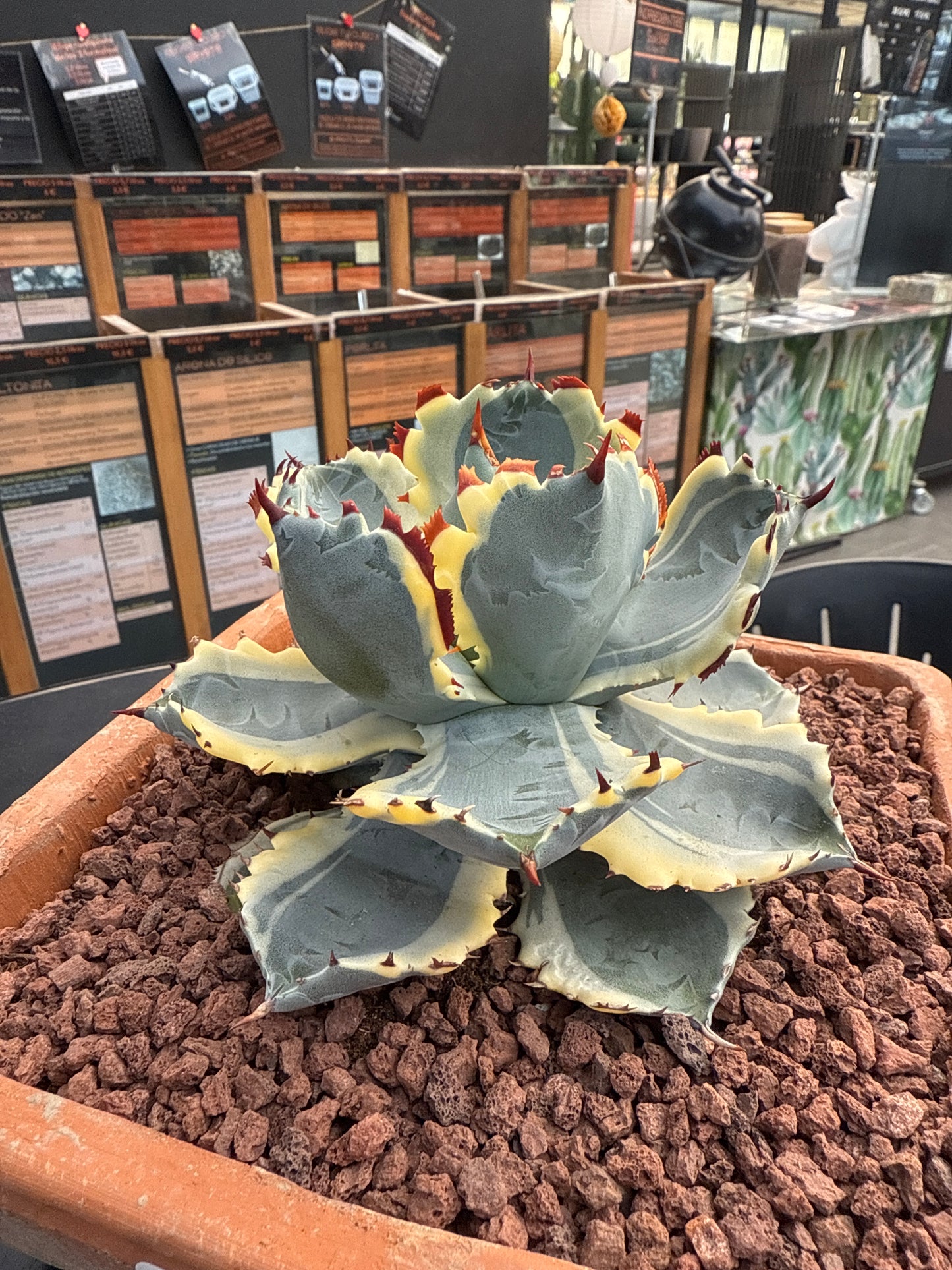 Agave isthmensis Kabutogani f. Variegada