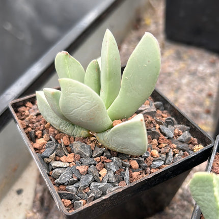 Juttadinteria simpsonii