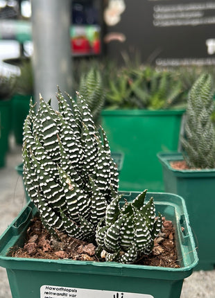 Haworthiopsis reinwardtii var. tenuis