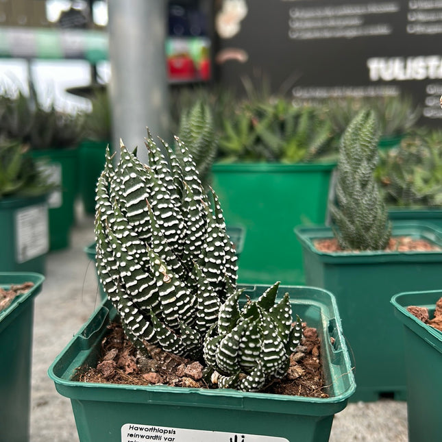 Haworthiopsis reinwardtii var. tenuis