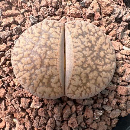 Lithops lesliei subsp. lesliei var. horni C015