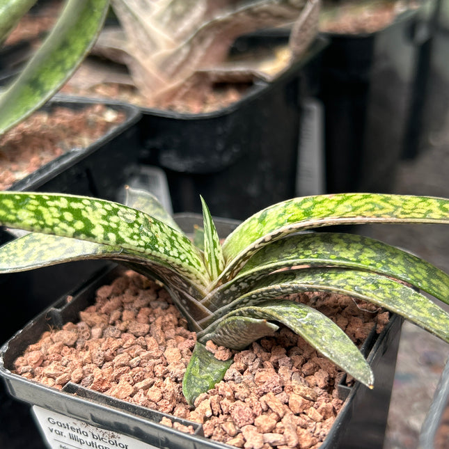 Gasteria bicolor var. liliputiana