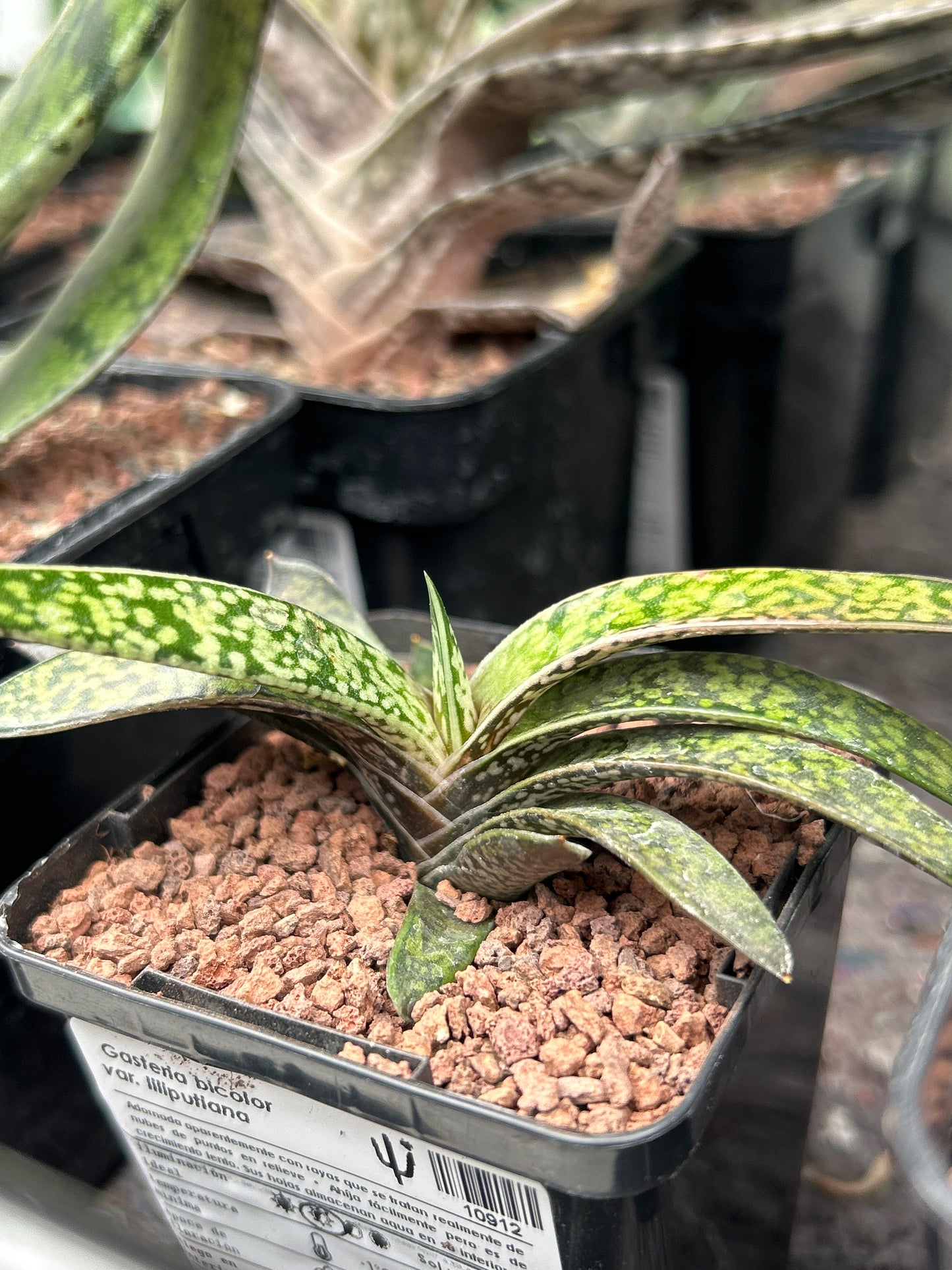 Gasteria bicolor var. liliputiana