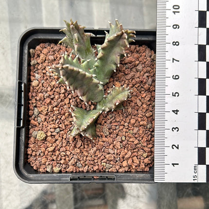Huernia macrocarpa