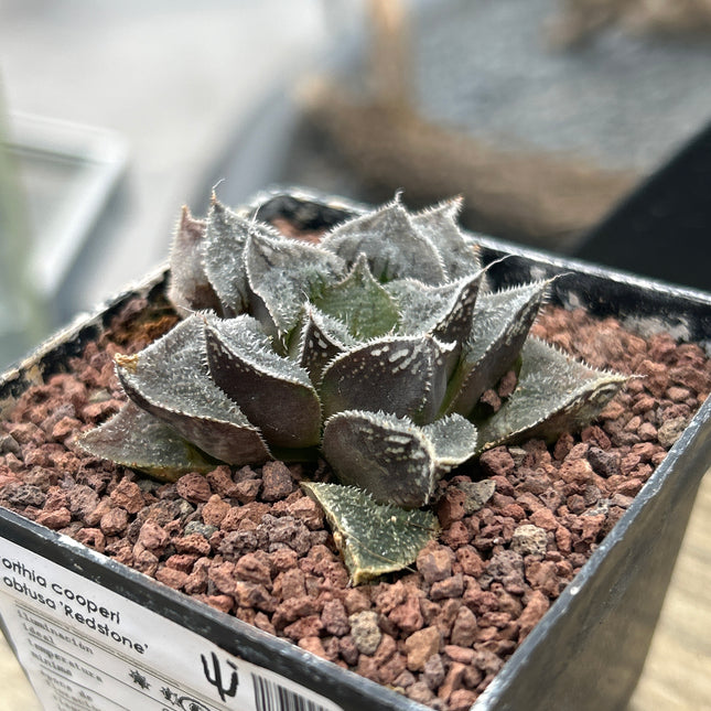 Haworthia ‘Redstone’