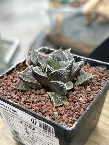 Haworthia 'Redstone'